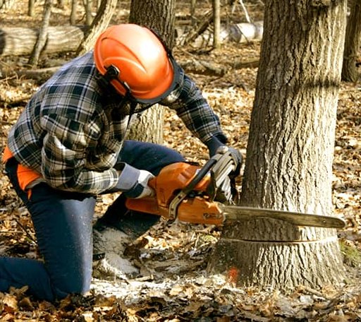 Tree Removal in Danville, OH
